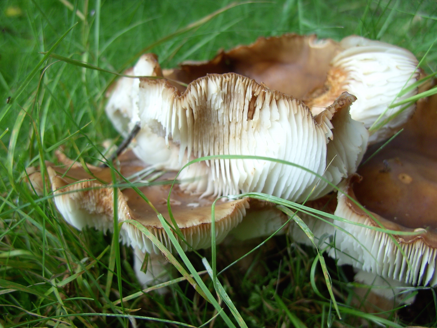 Mushrooms with brown top and white underside